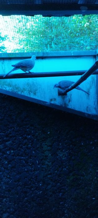 Casal de rolas ponteadas