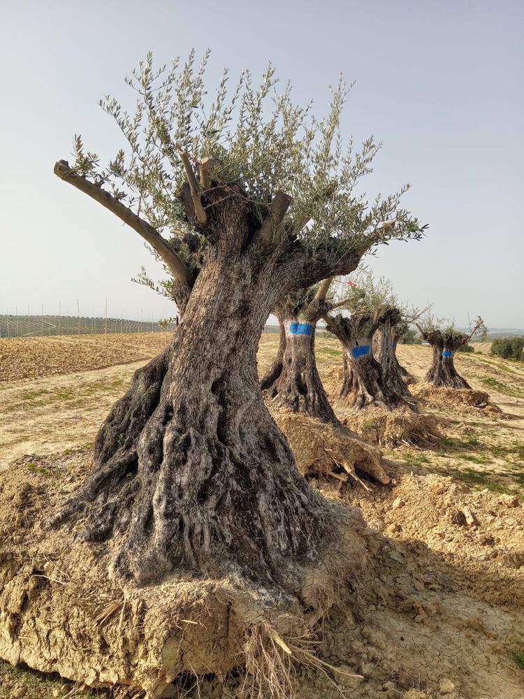 Oliveiras desde 200