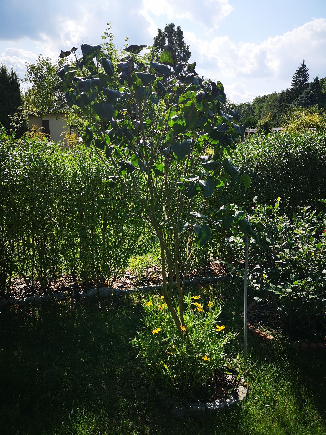Lilak bez dwukolorowy drzewko krzew 170cm biało fioletowy
