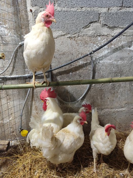 Ovos de galinha legorne férteis