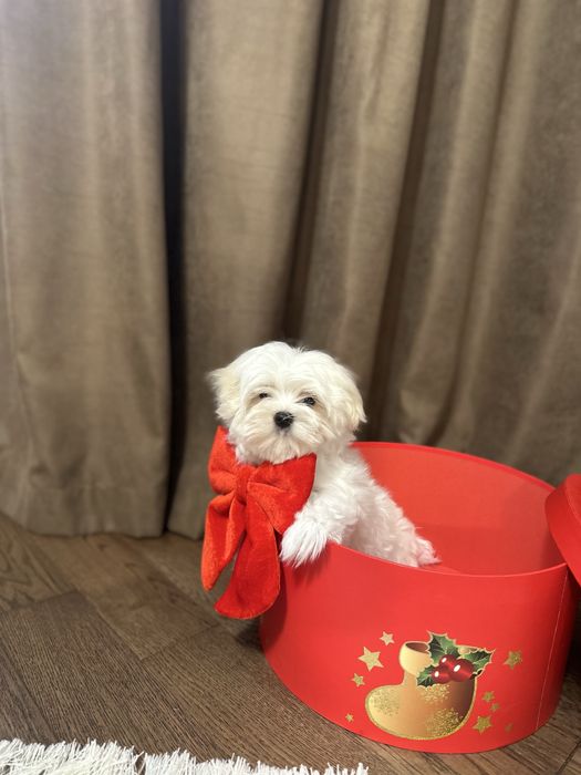 Хлопчик  мальтезе КСУ