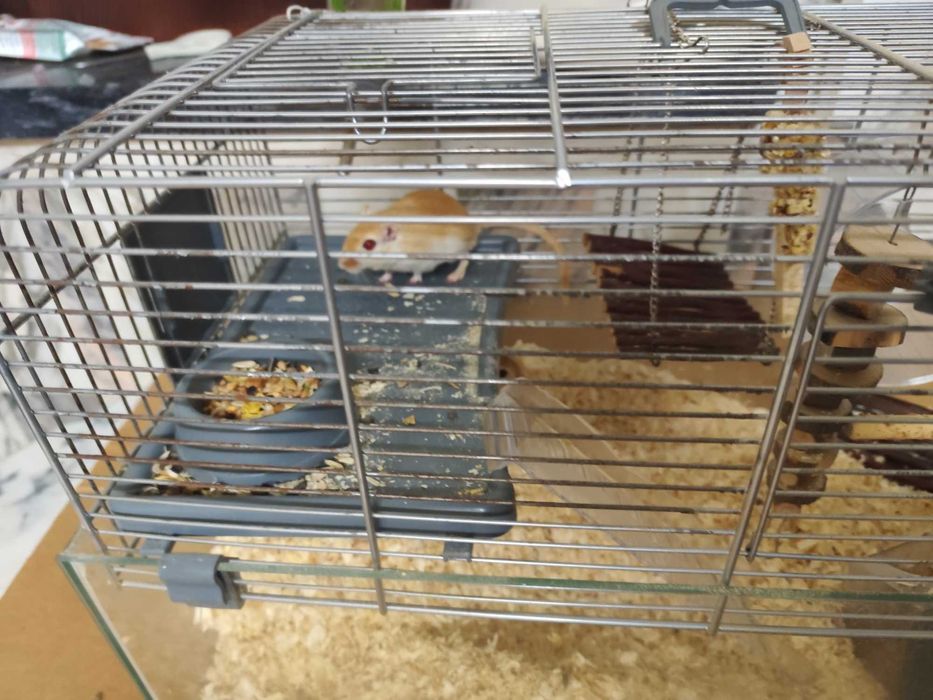 Esquilos da mongólia