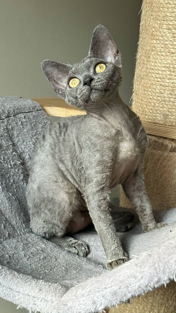 Niebieska kotka Devon rex