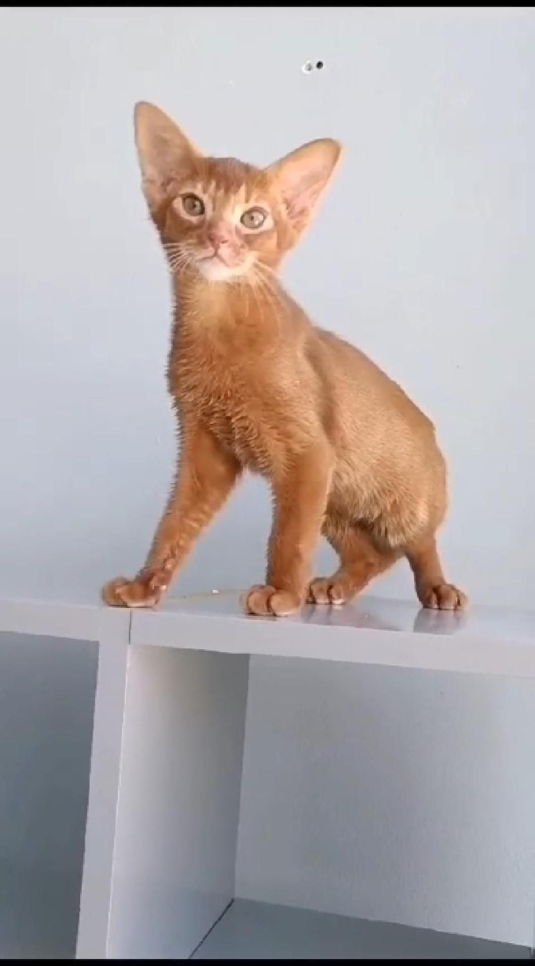 Прекрасный абиссинский котенок