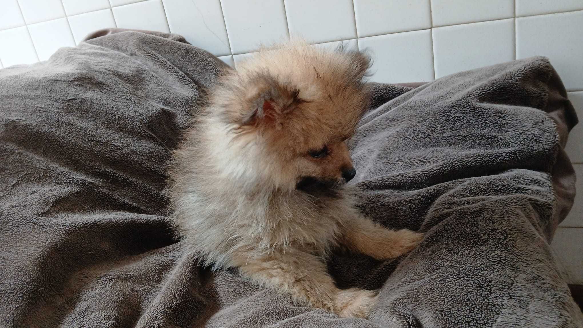 Spitz Anão - Lulu da Pomerânia