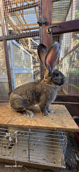 Olbrzym Belgijski Szary