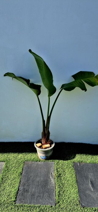 Estrelicia Augusta / Gigante / Flor Branca