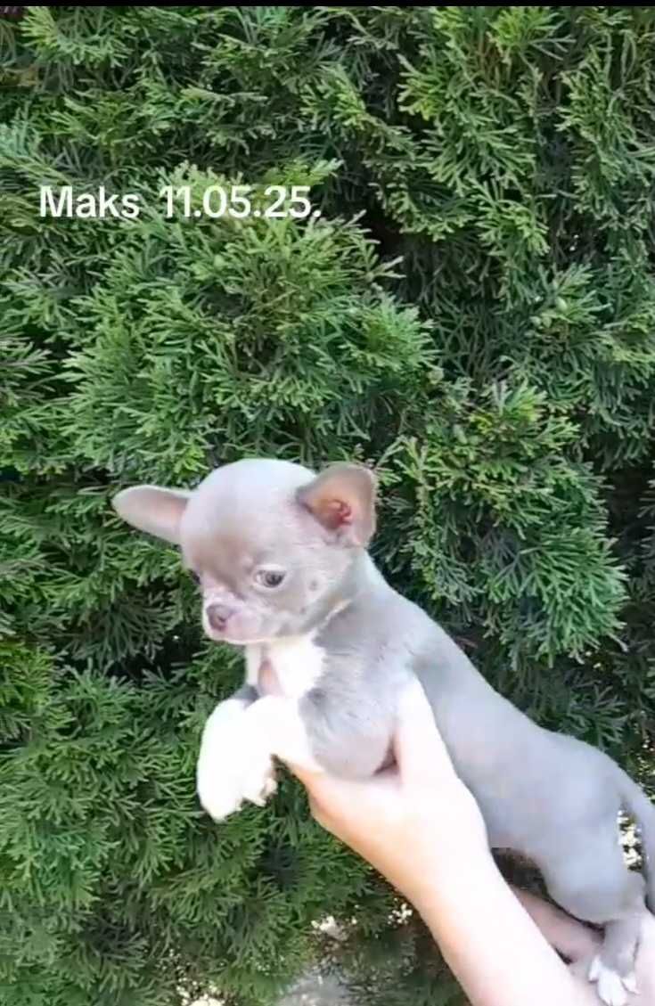 Chłopiec Chihuahua w kolorze liliowym