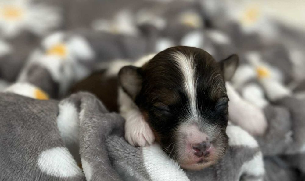 [REZERWACJA] Śliczna Hawanka Tricolor CANDY :)