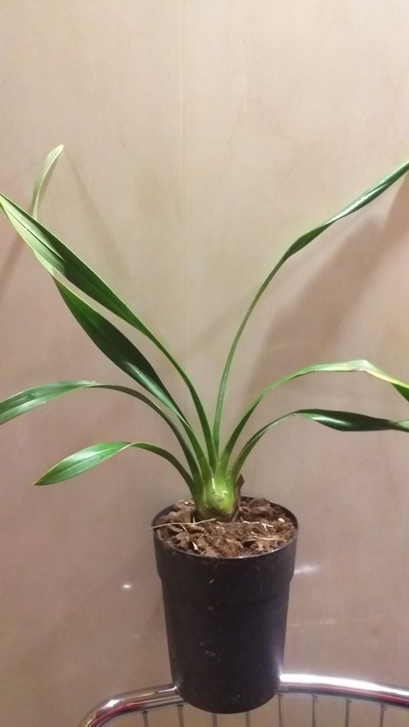 Ароматная орхидея Цимбидиум