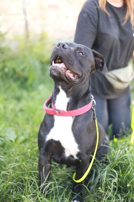 Maxim - prezencja, charakter i klasa sama w sobie :-)