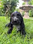 Śliczny szczeniak cocker spaniel czarny