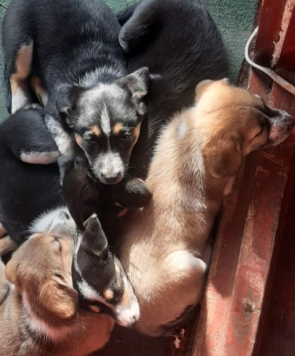 Віддам щеняток в добрі руки,4 дівчинки,2 хлопчика.