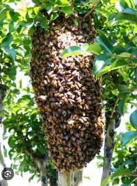 Rój pszczół pszczoły zabiore je od ciebie zadzwoń