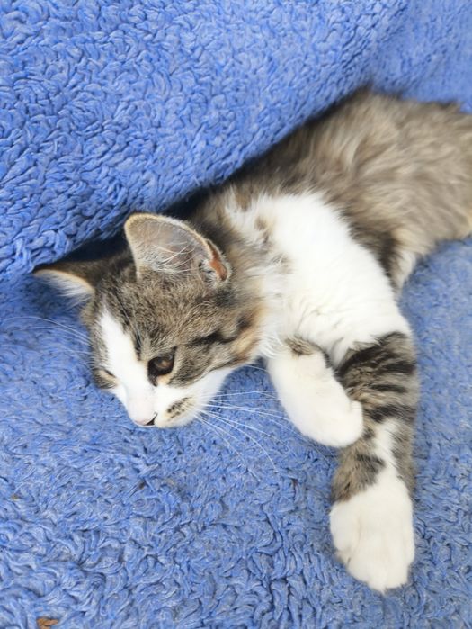 Котики 3 місяця.