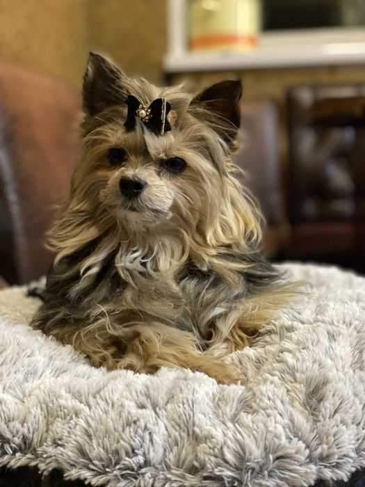 Йорк для вязки, паровки