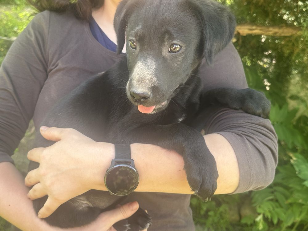 Czarna sunia labrafor retriever DO ODBIORU
