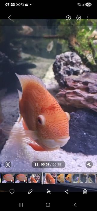 Severum red spot RESERVADO