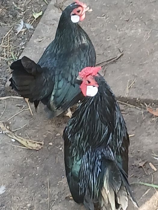 Продам бентамів біловухих.