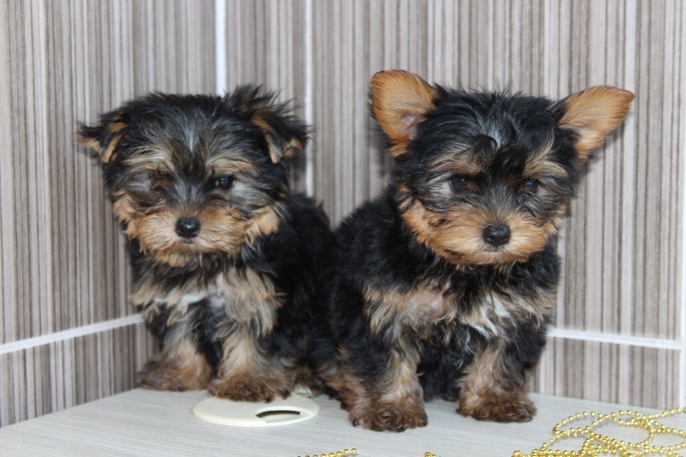 Малюки Йорки, хлопчики і дівчатка