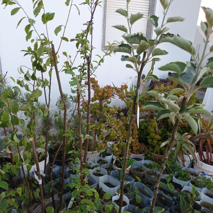 Árvores de fruto de excelência