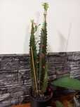 Vendo planta euphorbia