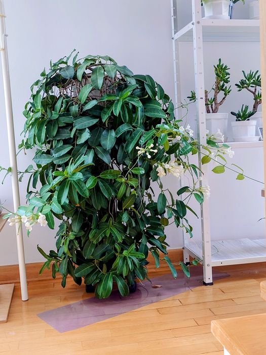 Kwiat Stefanotis gratisy Syngonium liść Aloesu grubosze gasteria