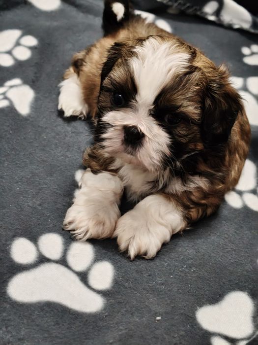 Piękna Shih Tzu suczka