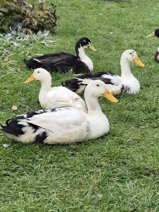 Sprzedam  kaczory  bieguski