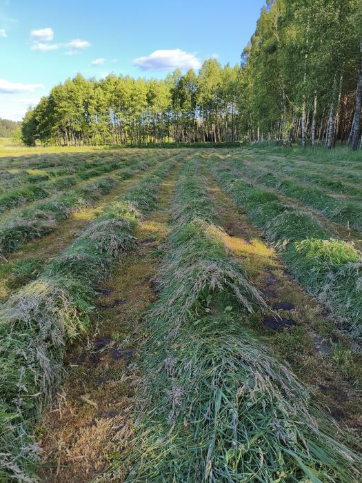 Siano SUPER JAKOŚĆ 130x120 po pasówce 1 i 2 pokos oraz sianokiszonka 2