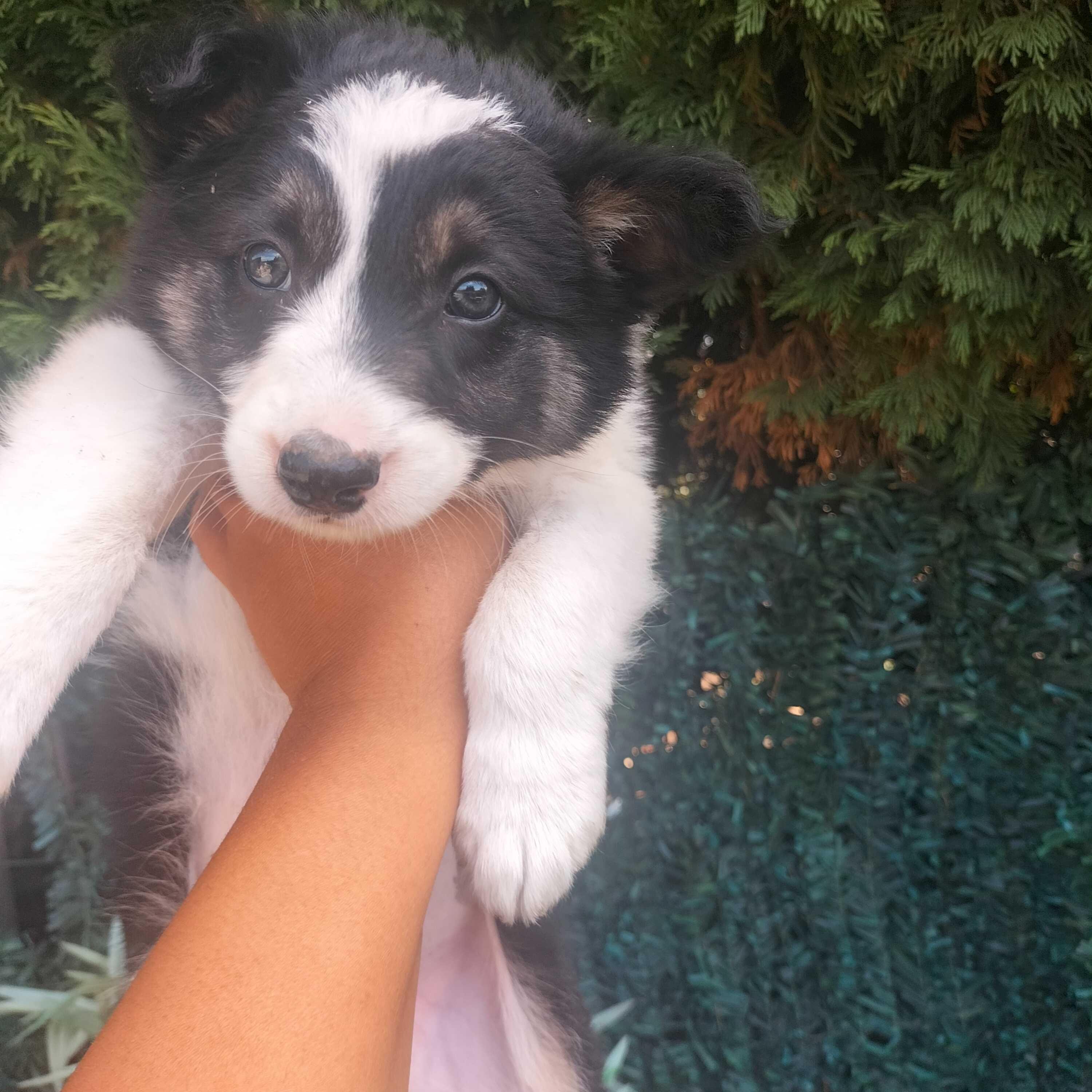 Border collie tricolor macho