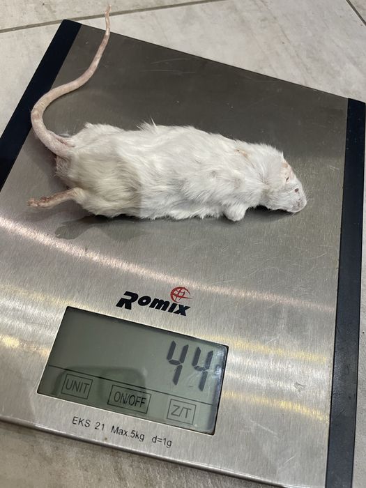 Myszy mrożone 1 kilogram (niecały) karmówka dla węża