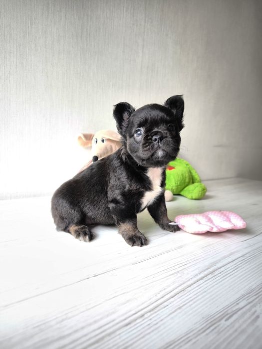 Флаффі дівчинка французский бульдог