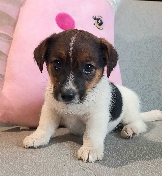 Jack Russell Terrier-suczka  rodowód ZKwP