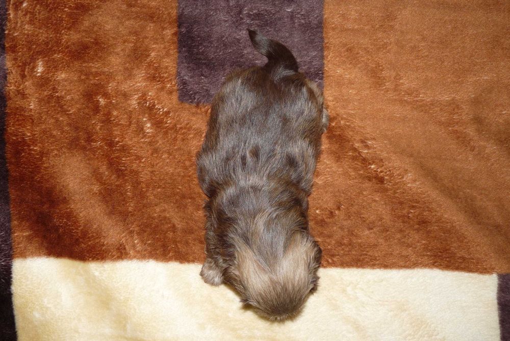 Shih Tzu, piesek Grafi do odbioru od 18 października.