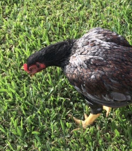 cornish azul prado Faisao e jubileo ovos ,e juvenis de varias idades