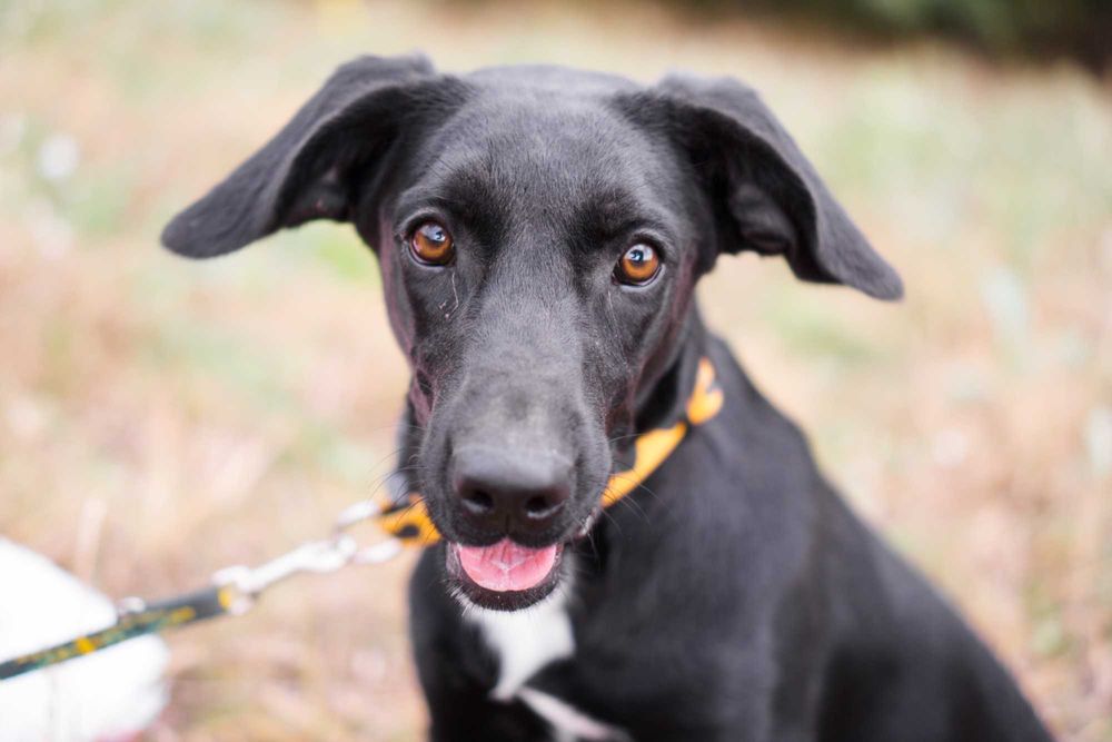 1,5 roczna Kamala szuka domu!