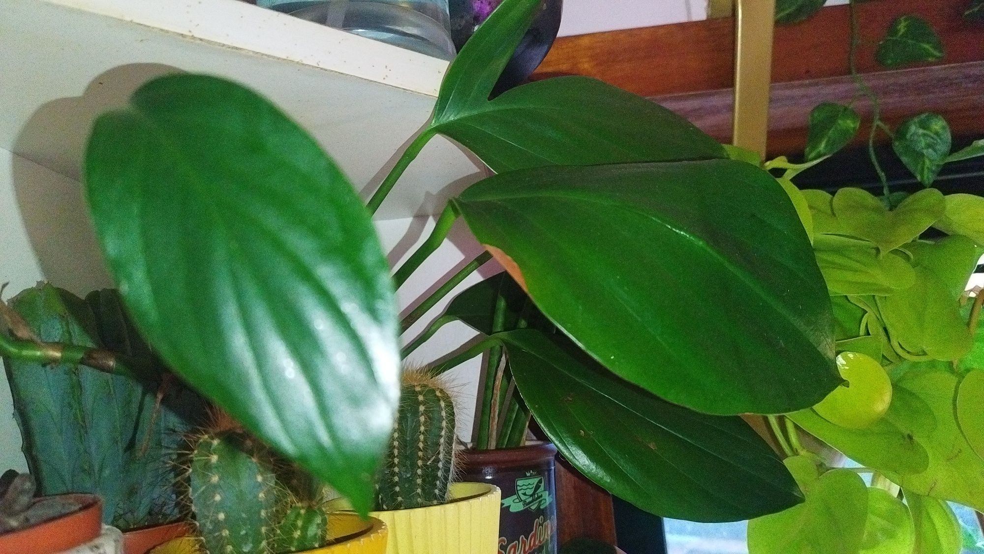 Philodendron dragon tail