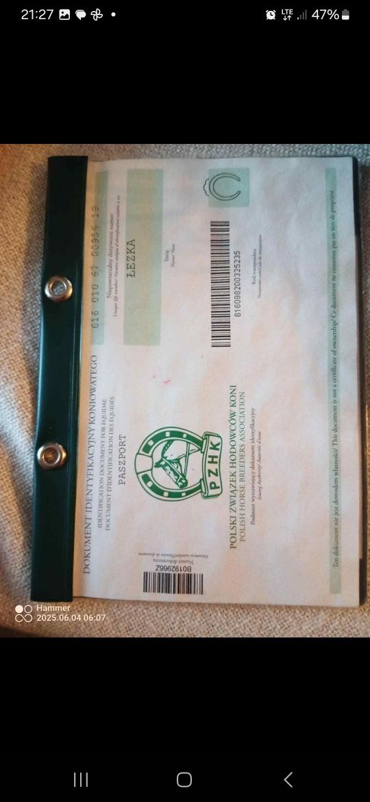 Klacz zimnokrwista z licencją + źrebak + zaźrebiona