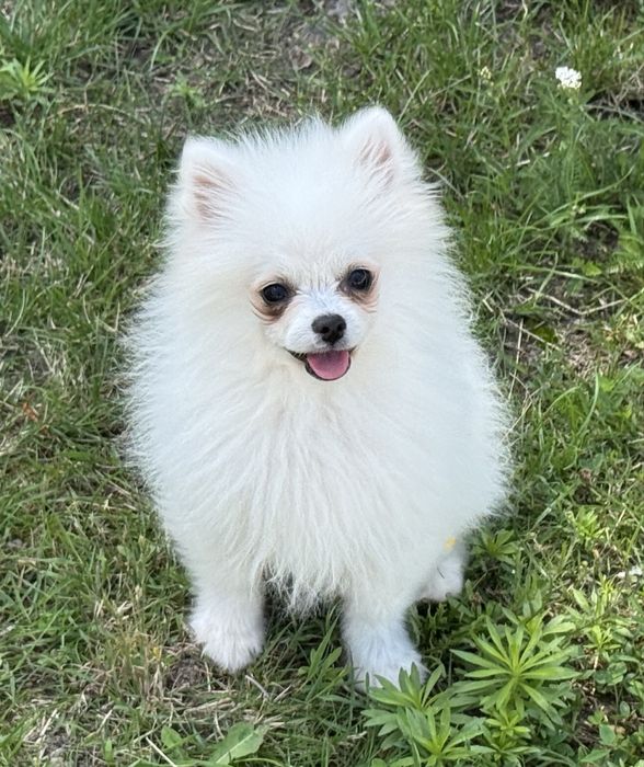 Szpic miniaturowy pomeranian biała suczka z rodowodem