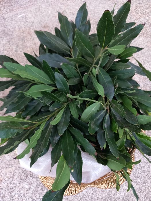 Folhas de loureiro especiaria