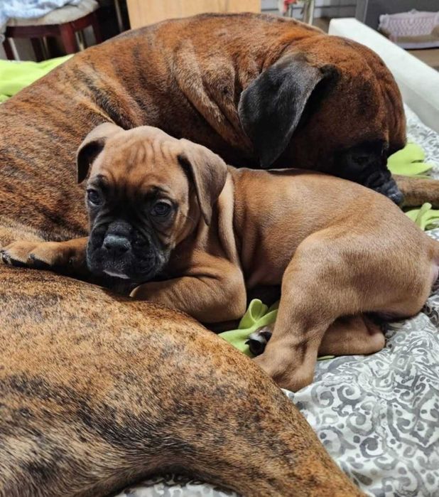 Bokserek pies szczeniak z rodowodem - od 15 grudnia na Święta