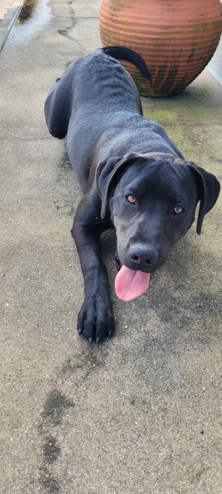 Cachorro para doação com vacinas e chip