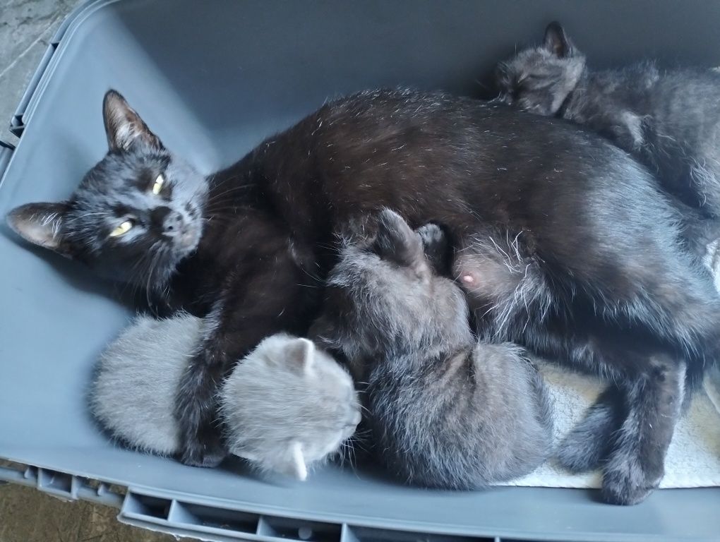 Віддам кошенят(дата народження 12.08.)