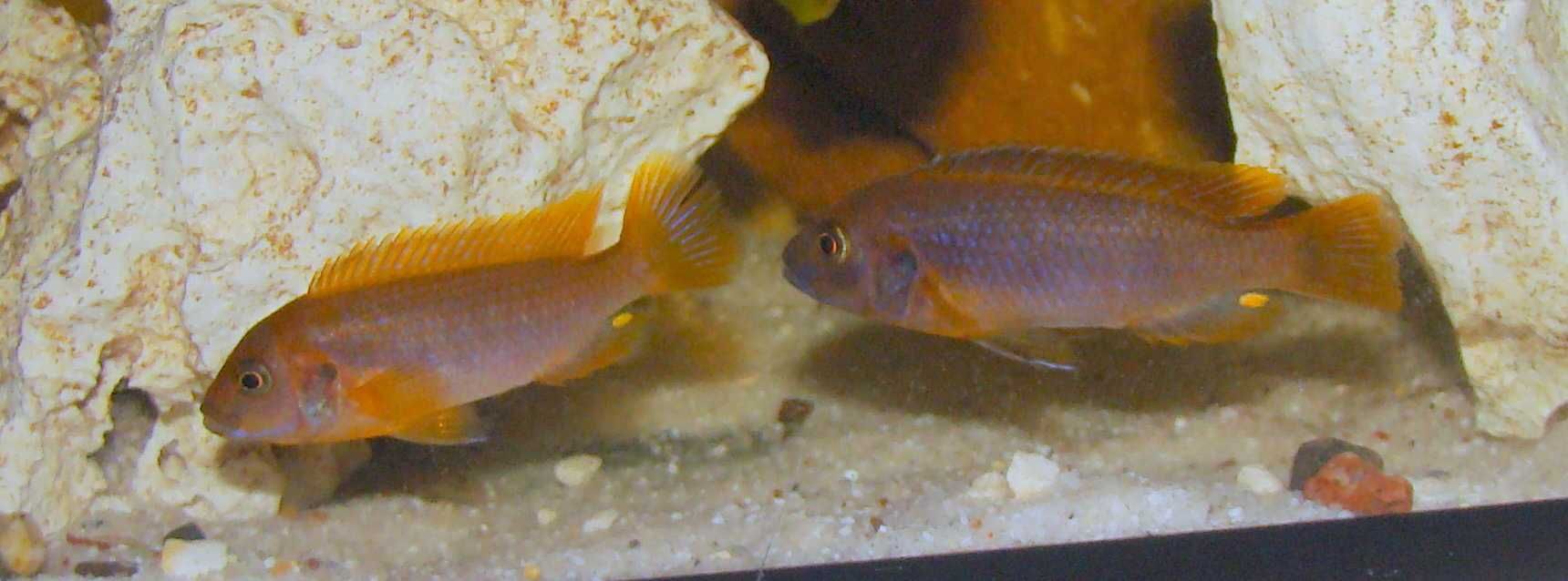 Pyszczak rdzawy Iodotropheus sprengerae