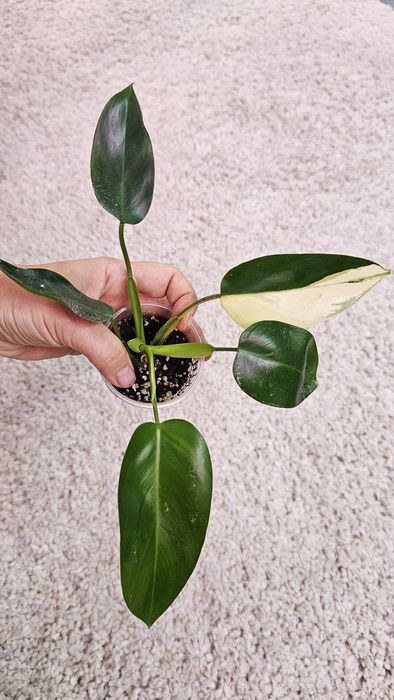 Филодендрон Гигас, Сильвер Квин, Плавмани, Бразил, Эмиральд квин