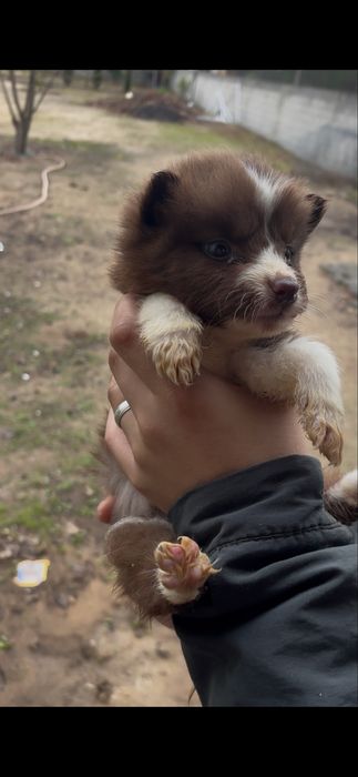 Husky siberiano femea