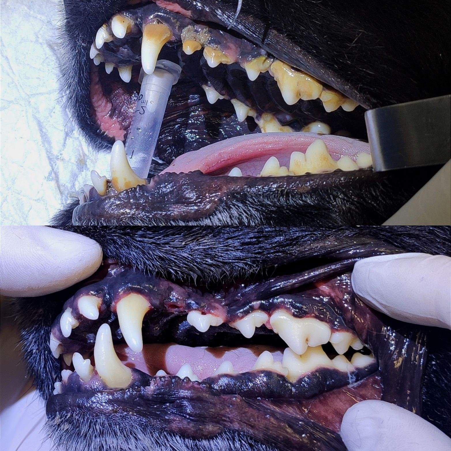 УЗ-чистка зубів собакам, котам. Зняття зубного каменю (Троєщина)