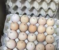 Кобб 500 Венгерские инкубационные яйца