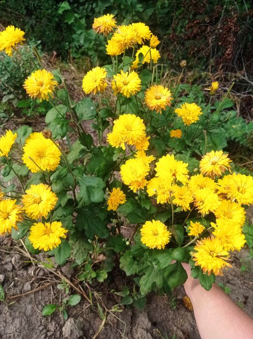 Продам хризантема корейка